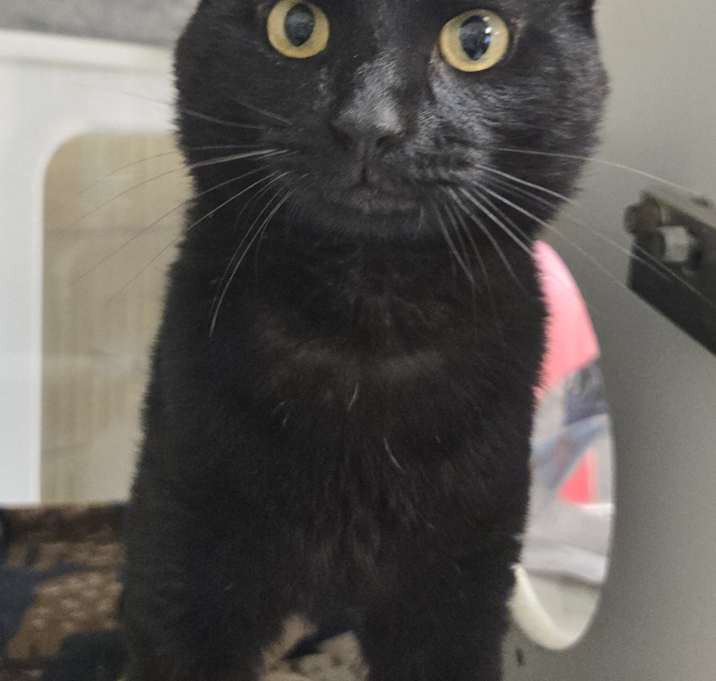 Photo of Shadow