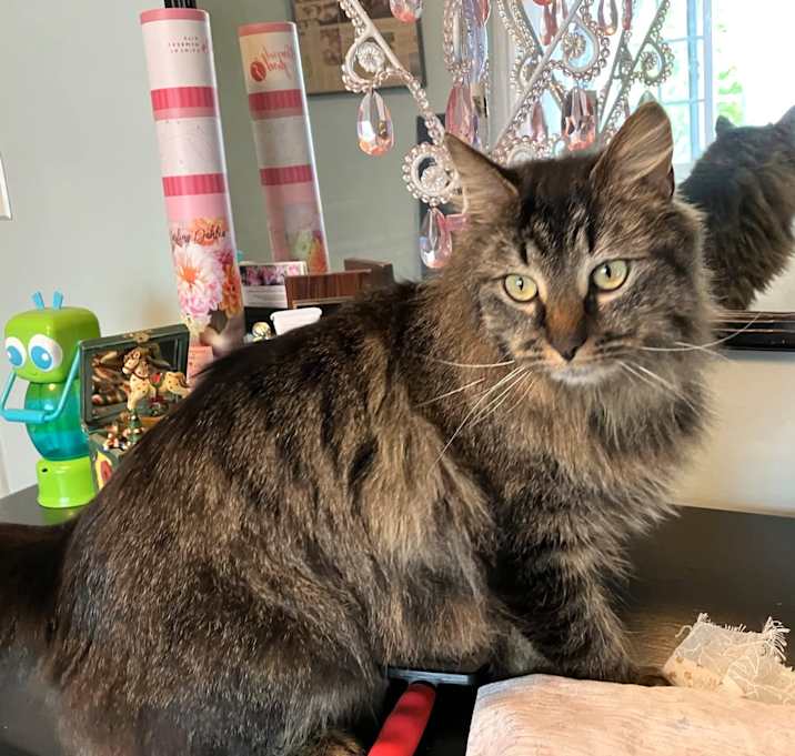 Photo of Laaya  (Maine Coon)