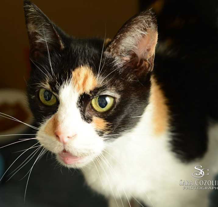 Photo of Kimora - Foster