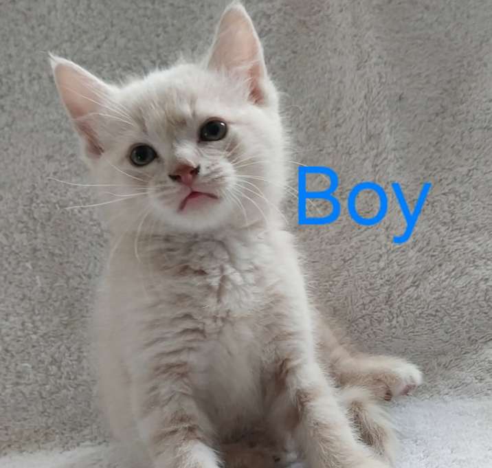 Photo of Pookie