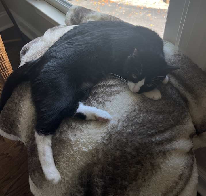 Photo of Delilah