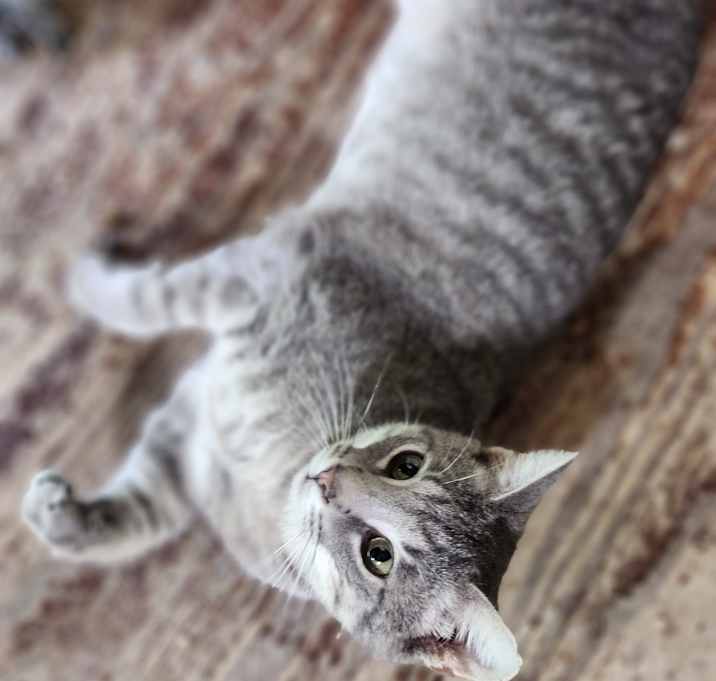 Photo of Otto