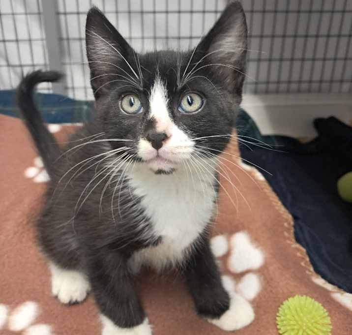 Photo of Tulip