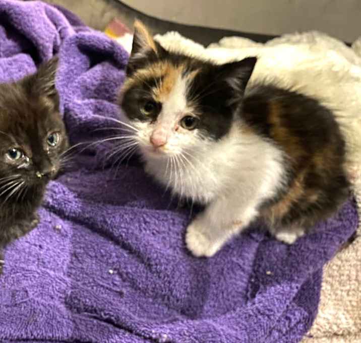 Photo of Ying     (Bonded to Yang)