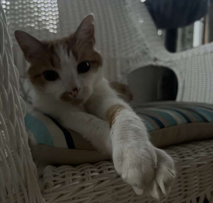 Photo of Tiger