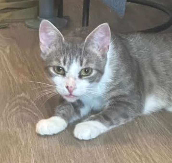 Photo of Daphne