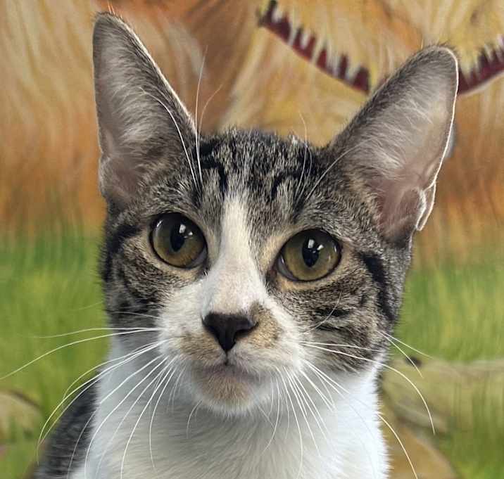 Photo of Amora