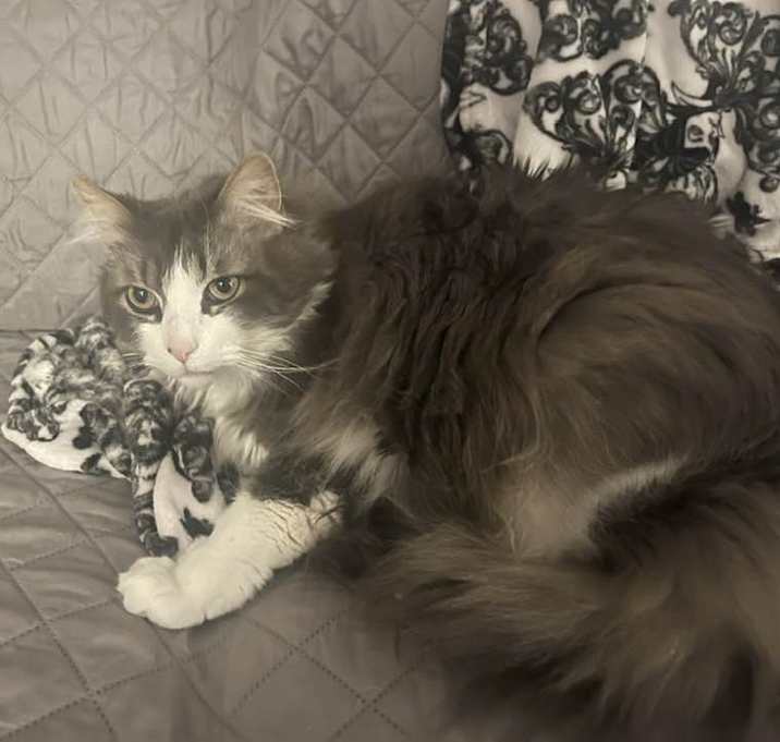 Photo of Sampson