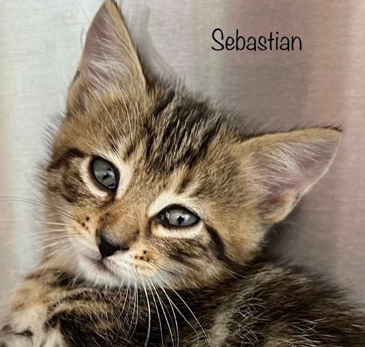 Photo of Sebastian