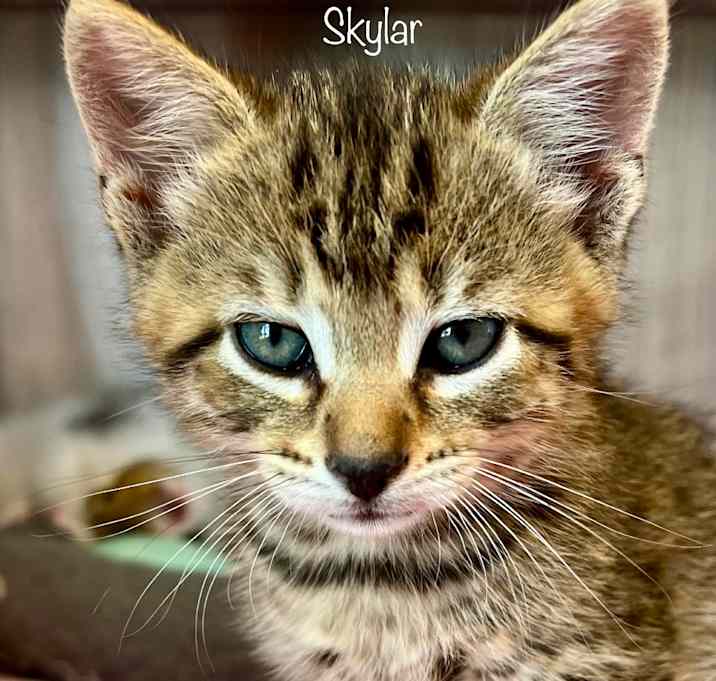 Photo of Skylar