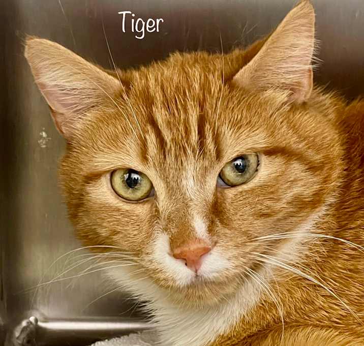 Photo of Tiger