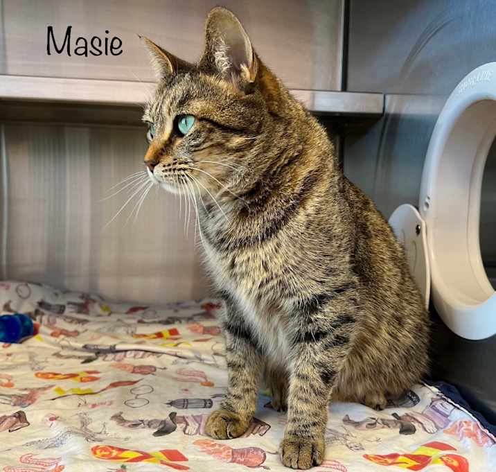 Photo of Masie