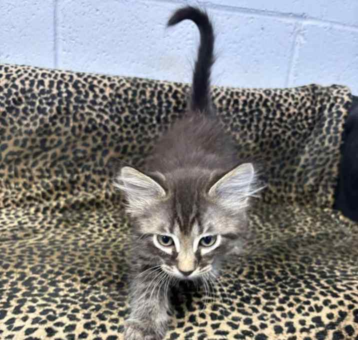 Photo of Oliver