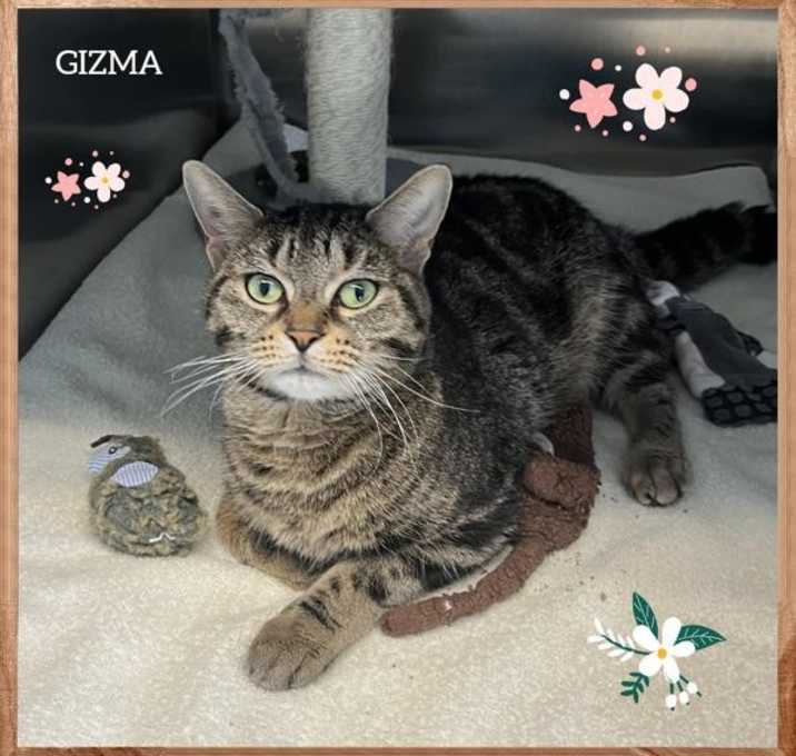 Photo of Gizma