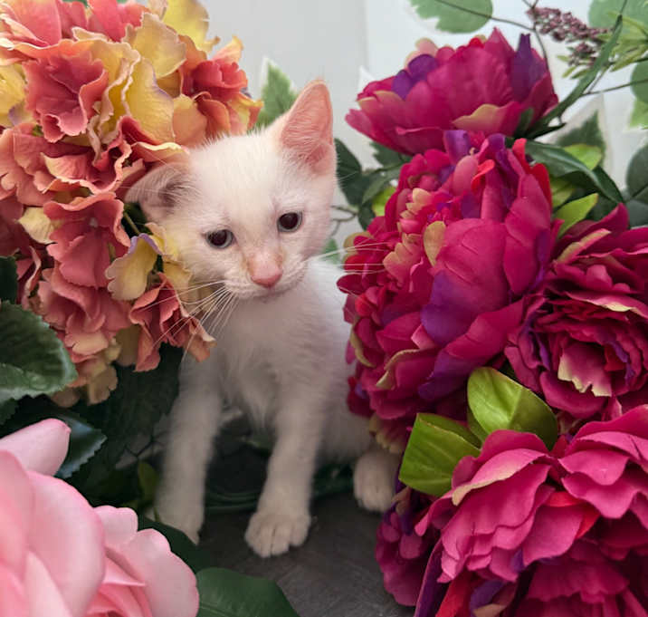 Photo of Minky