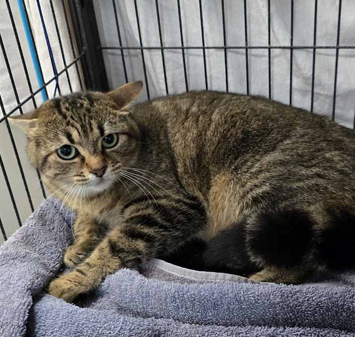 Photo of Tawny