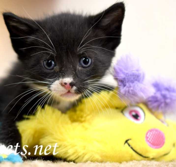 Photo of Piglet #19200