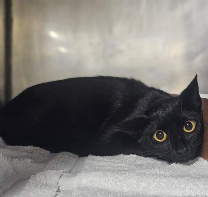 Photo of CLAWDIA