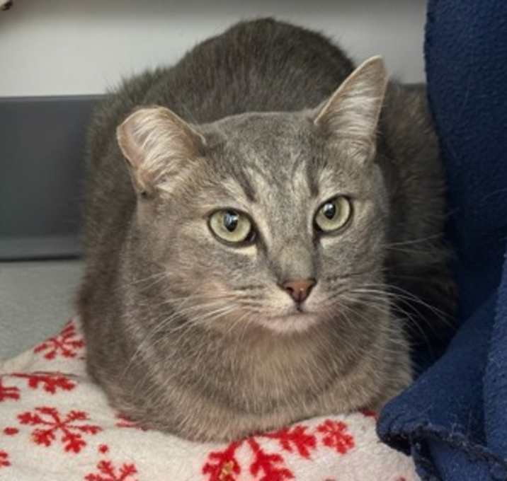 Photo of Marzipan