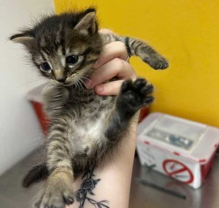 Photo of Stormy