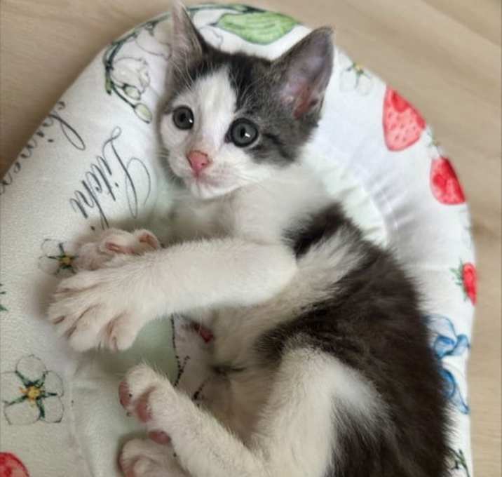 Photo of Purrscilla