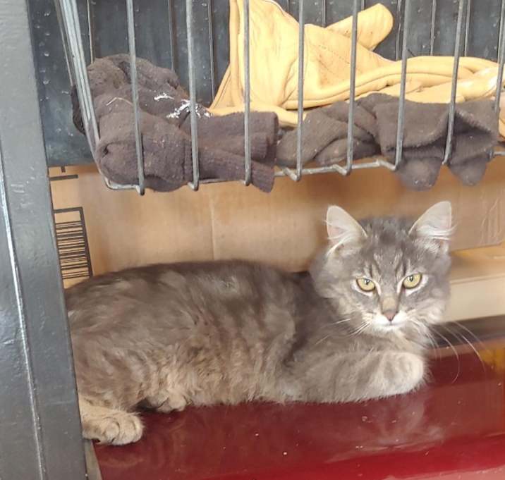 Photo of Misty