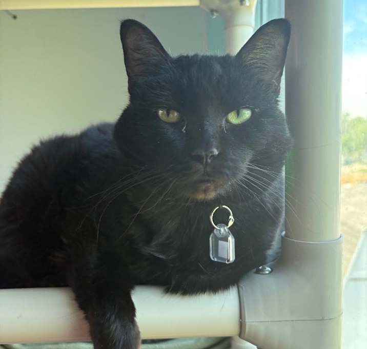 Photo of Luna