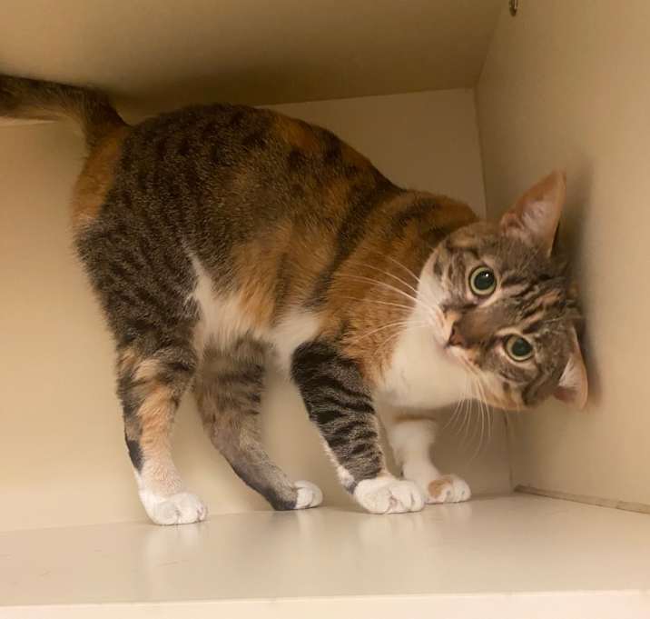 Photo of Fifi