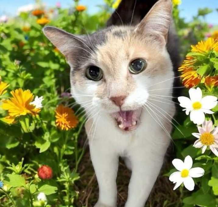 Photo of Simba