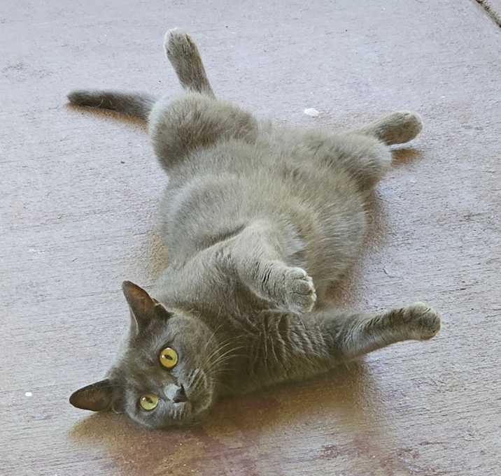 Photo of Teddy