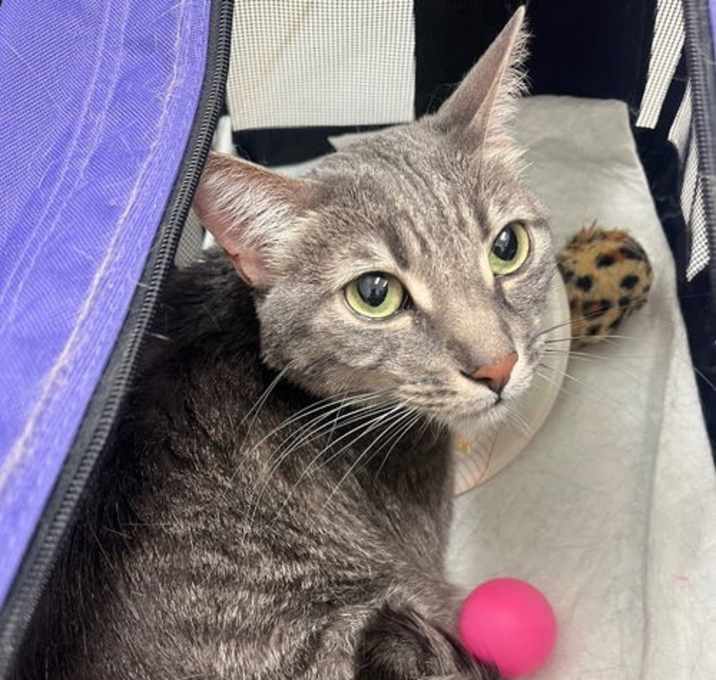 Photo of Salvador aka Simba