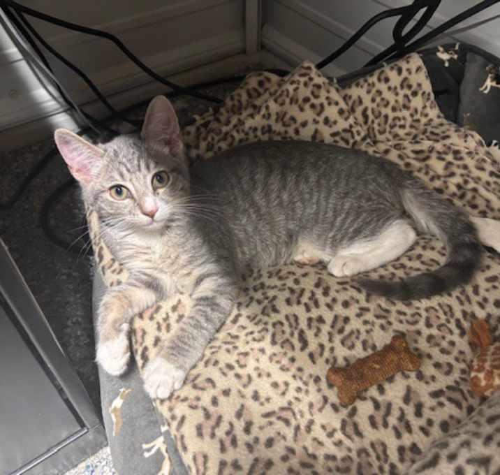 Photo of Peach