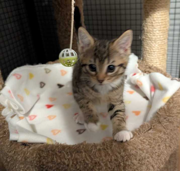 Photo of Wren