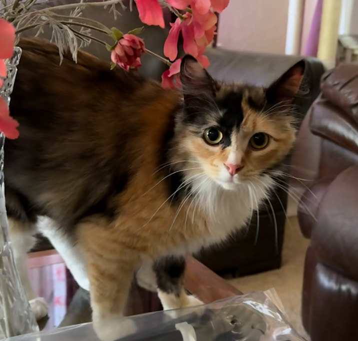 Photo of Mika