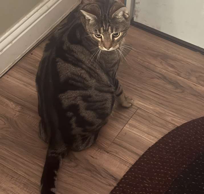 Photo of Bartlebee