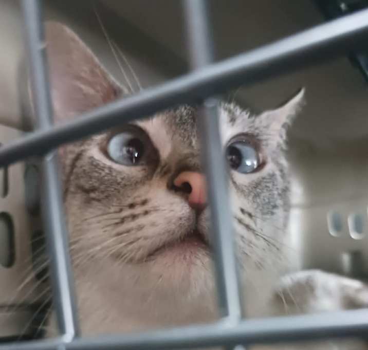 Photo of Peppermint