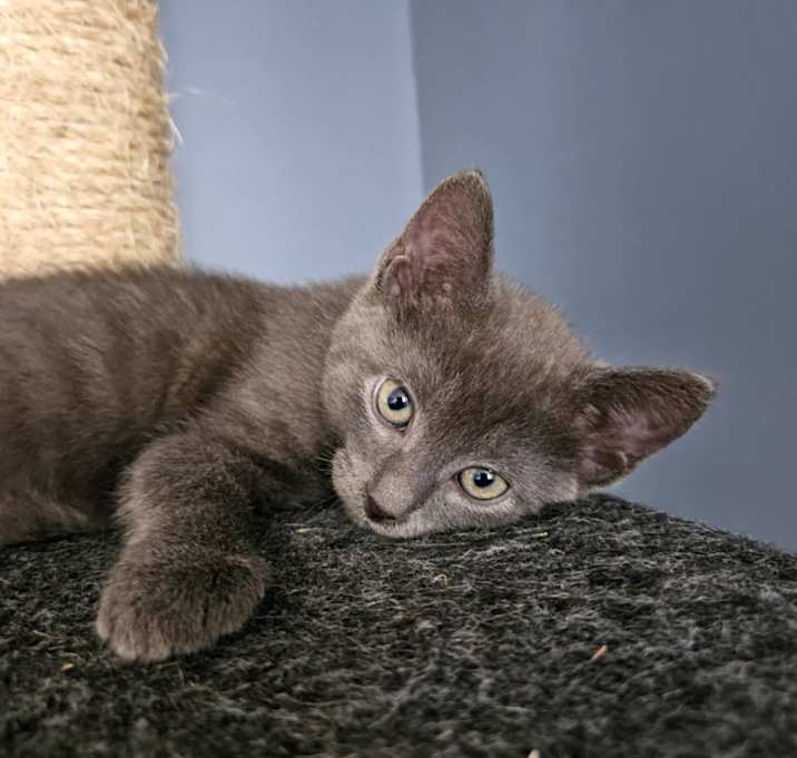 Photo of Slate