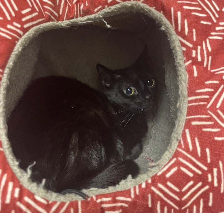 Photo of Luna