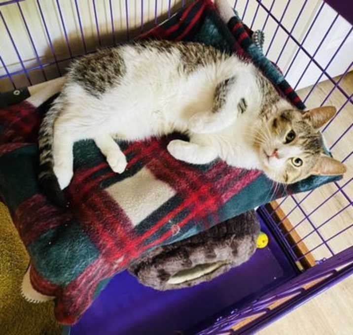 Photo of Chestnut