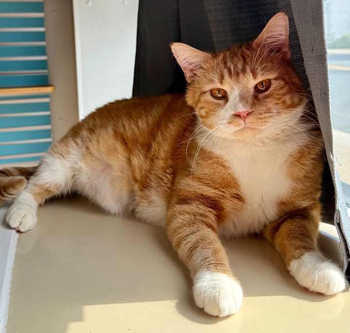 Photo of Cosmo
