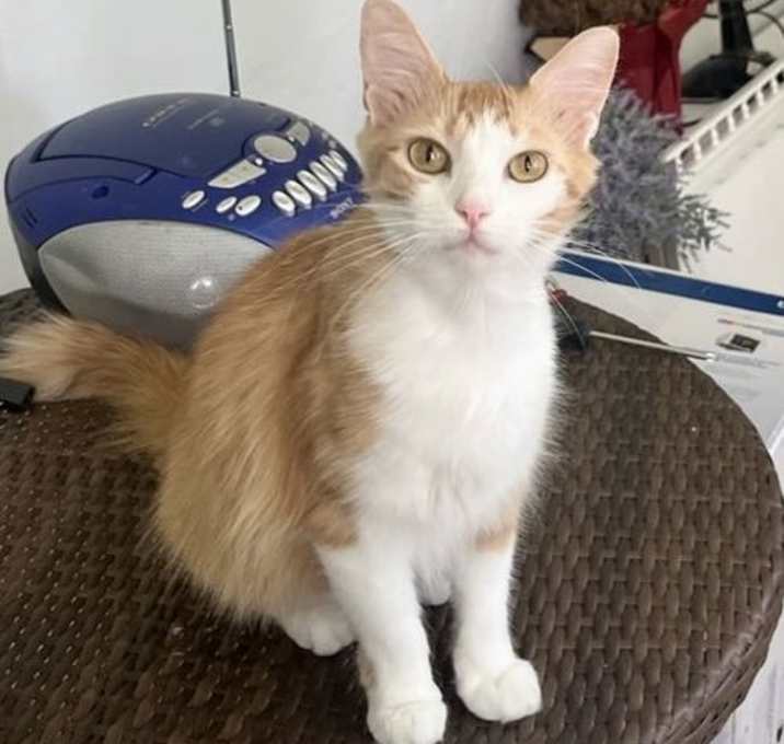 Photo of Daisy