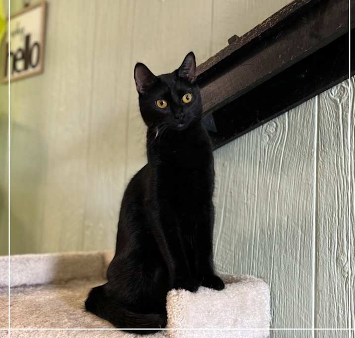 Photo of Starling