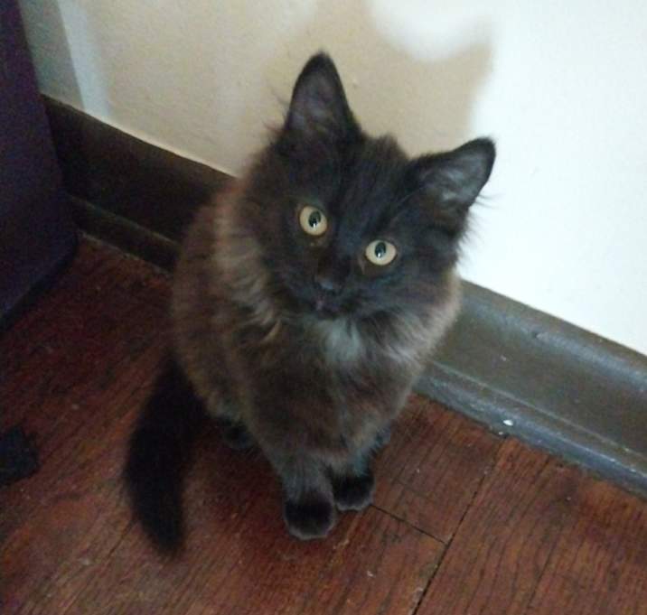 Photo of Luna, Jr,  Coal