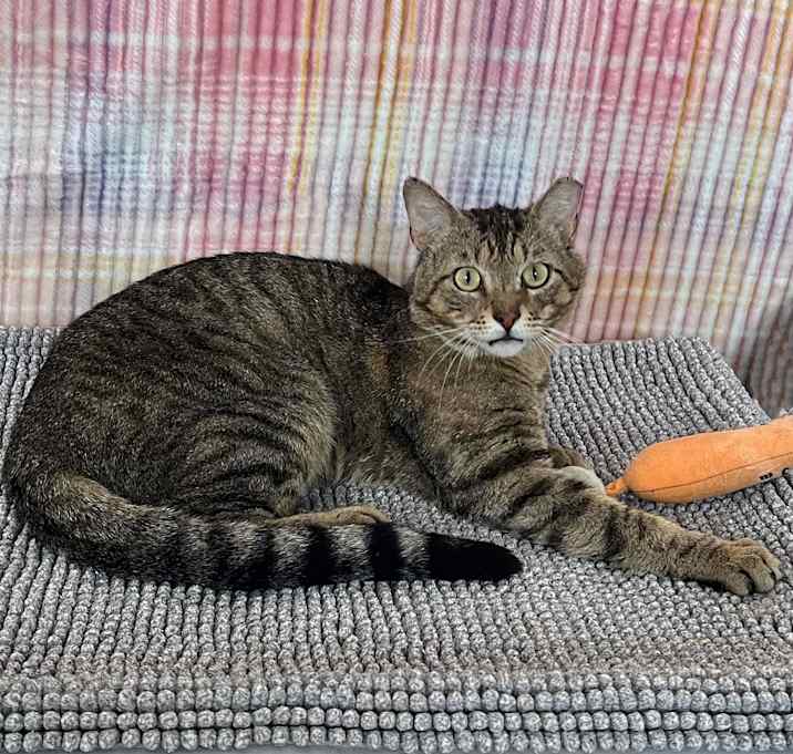 Photo of Hickory