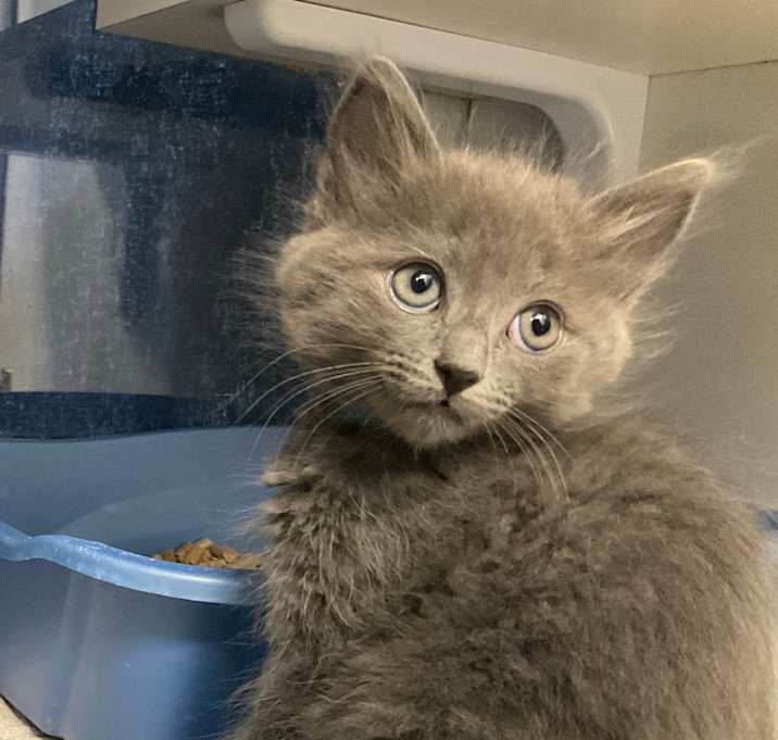 Photo of Baloo