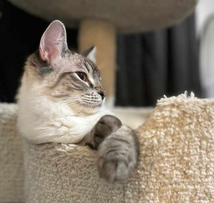Photo of Breyer
