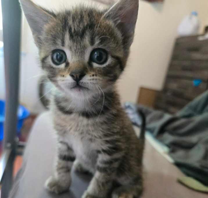 Photo of Timber