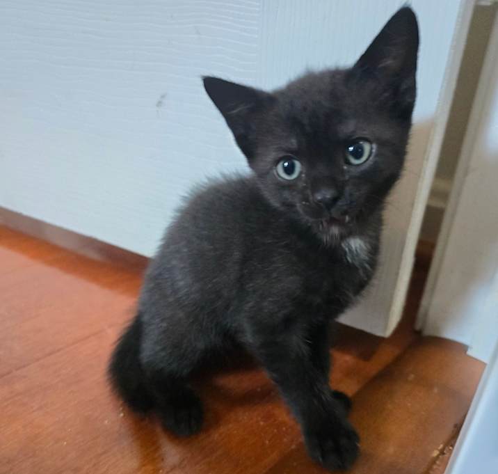 Photo of Panther