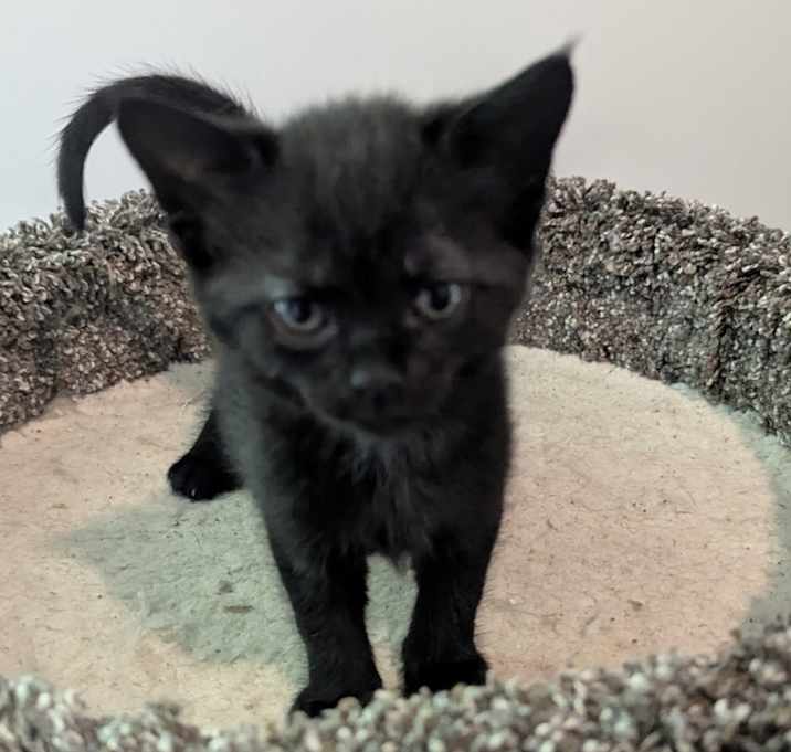 Photo of Luna