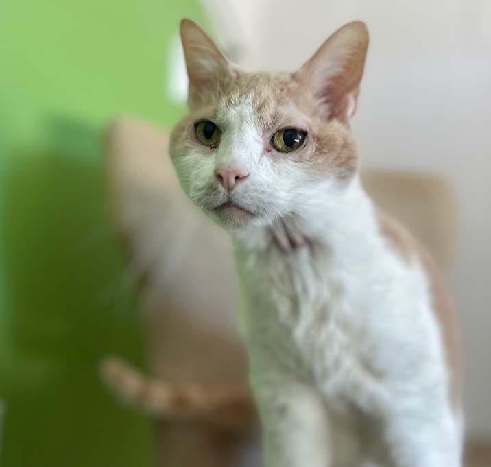 Photo of Creamsicle